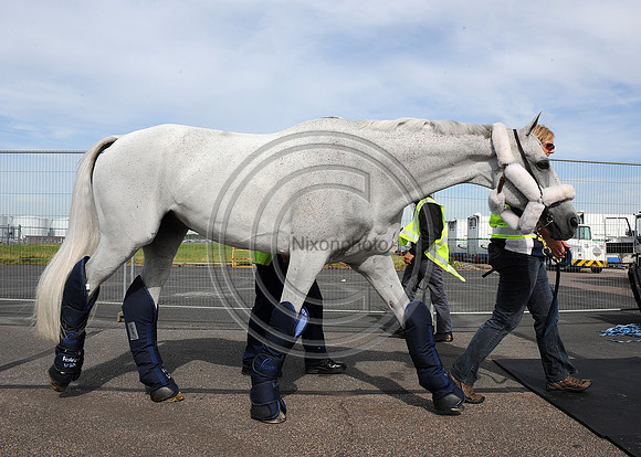 OlympicHorses_08KH287