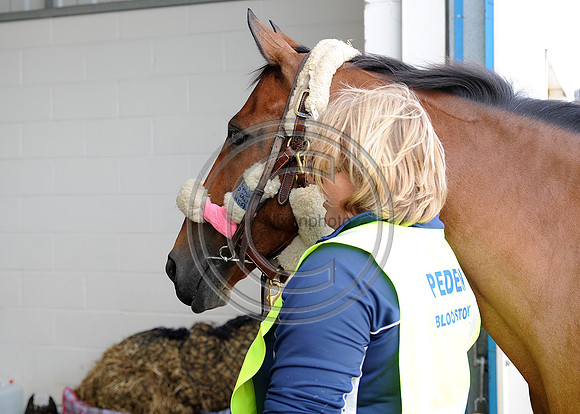 OlympicHorses_08KH290