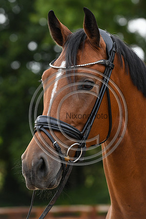 Collective Equestrian
