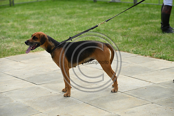 Festival of Hounds 2024
