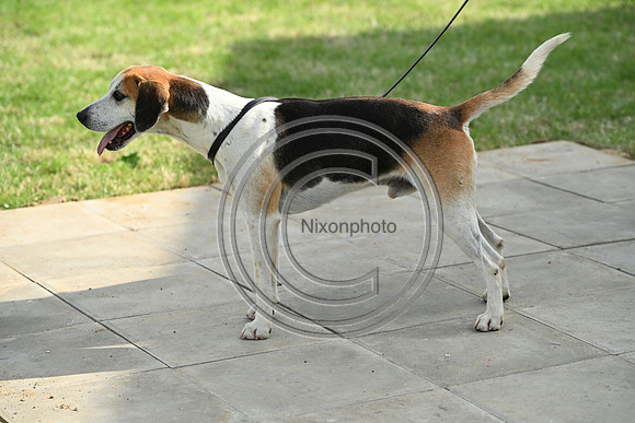 Festival of Hounds 2024