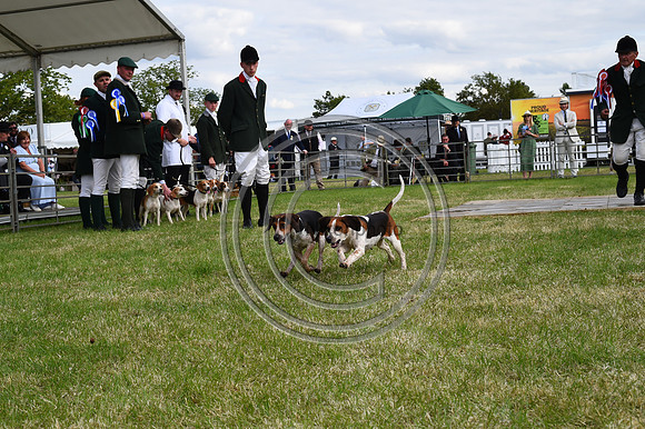 Festival of Hounds 2024