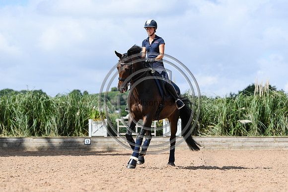 Collective Equestrian