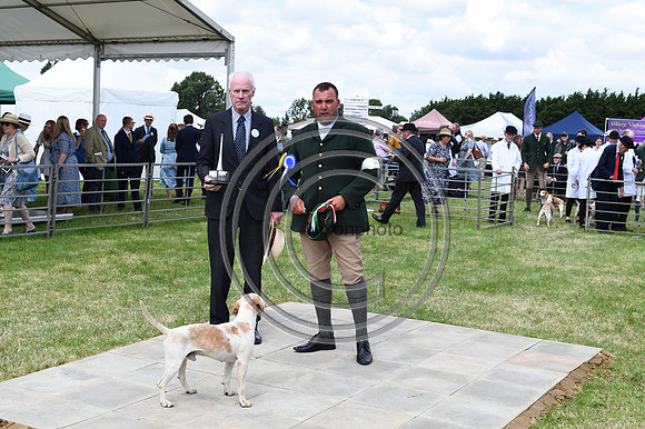 Festival of Hounds 2024