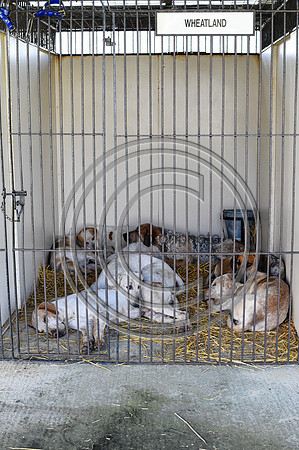 Festival of Hounds 2024