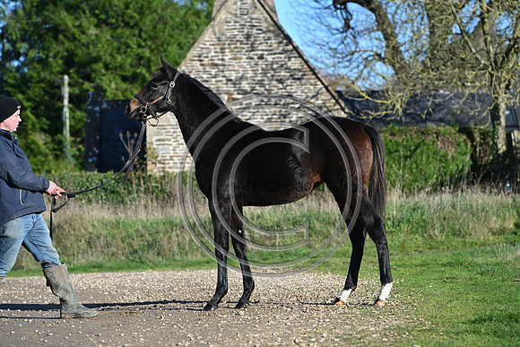 Foal_Selwood_PN77