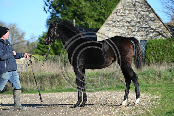 Foal_Selwood_PN76
