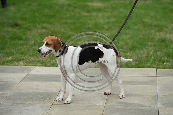 Festival of Hounds 2024