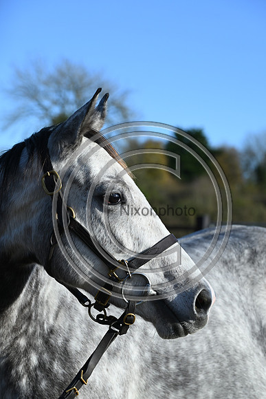 Mare_Selwood_PN68