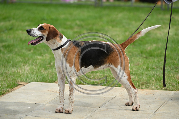 Festival of Hounds 2024