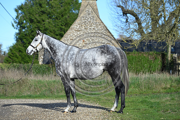 Mare_Selwood_PN60