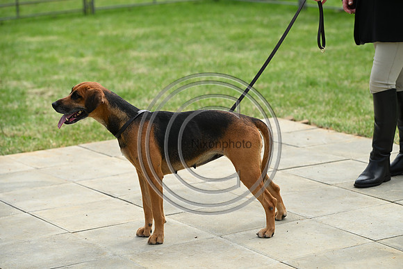 Festival of Hounds 2024