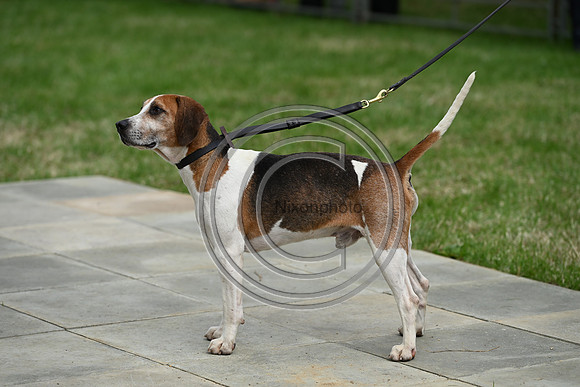 Festival of Hounds 2024