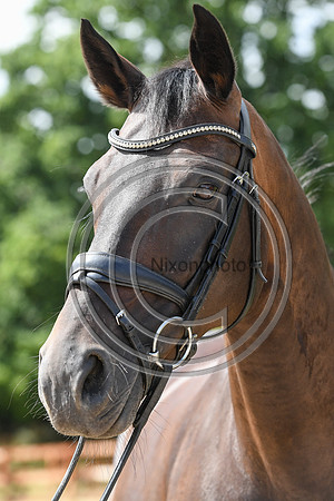 Collective Equestrian