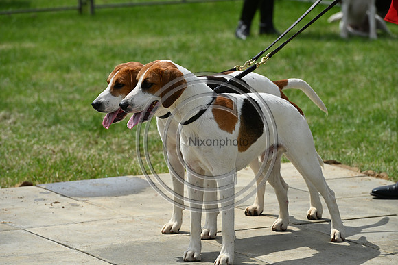 Festival of Hounds 2024