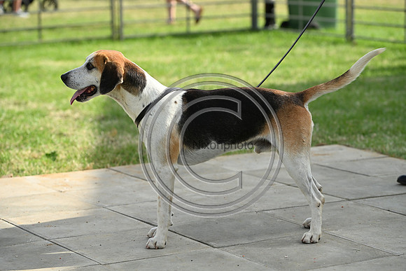 Festival of Hounds 2024
