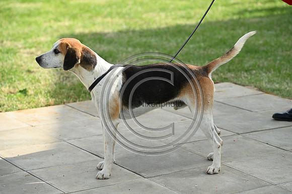 Festival of Hounds 2024