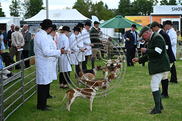 Festival of Hounds 2024