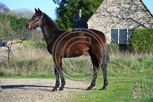 Foal_Selwood_PN46