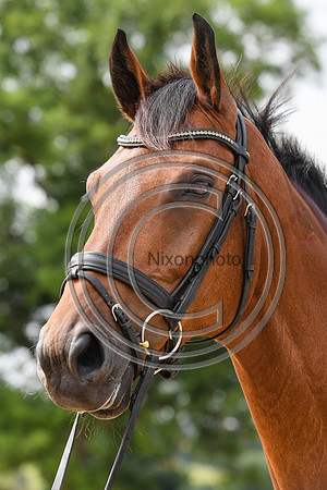 Collective Equestrian