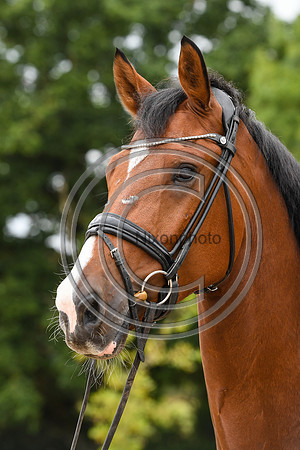 Collective Equestrian