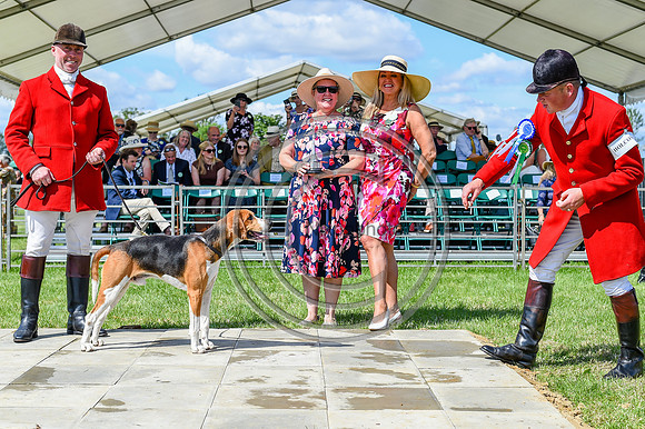 Festival of Hounds 2024