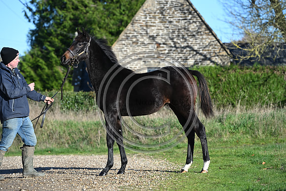 Foal_Selwood_PN62