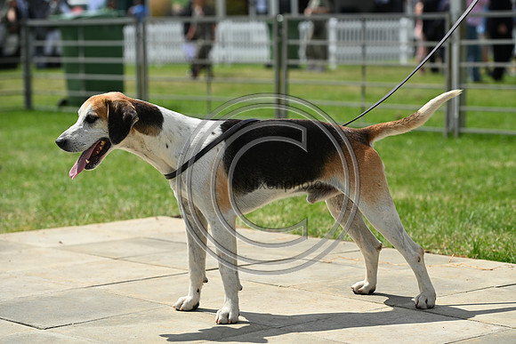 Festival of Hounds 2024
