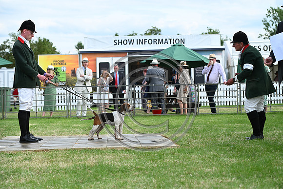 Festival of Hounds 2024