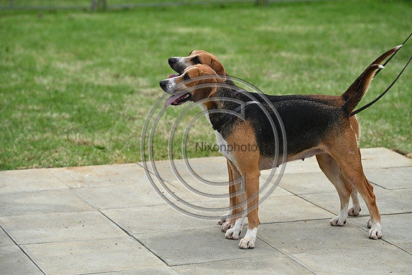 Festival of Hounds 2024