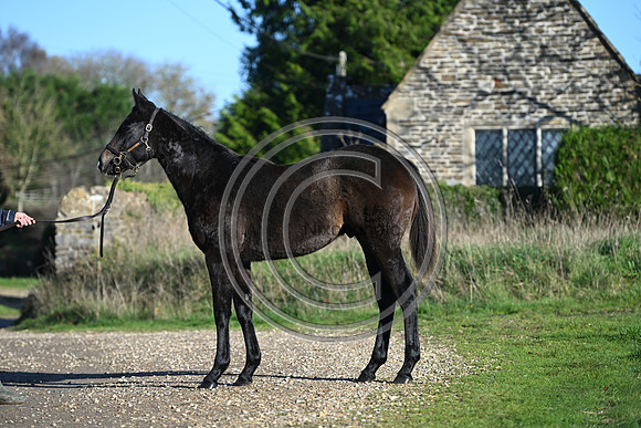 Foal_Selwood_PN34