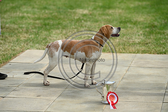 Festival of Hounds 2024