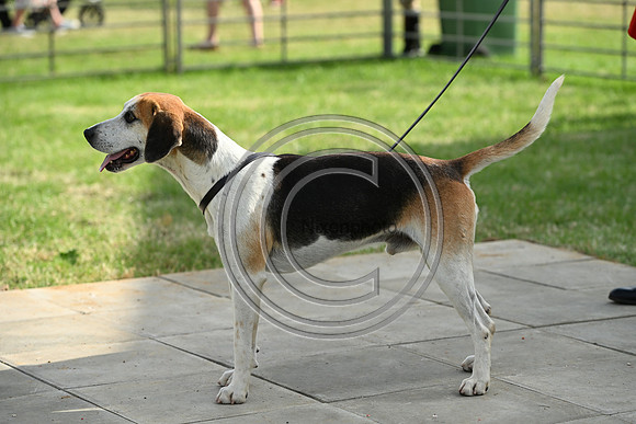 Festival of Hounds 2024