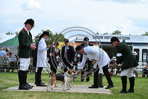 Festival of Hounds 2024