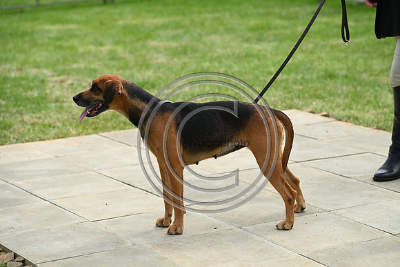 Festival of Hounds 2024