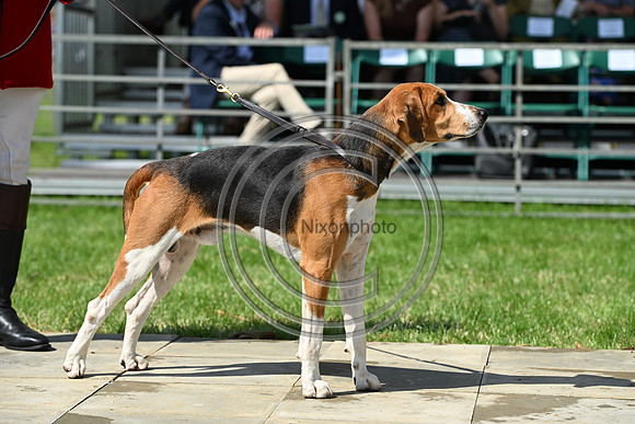 Festival of Hounds 2024