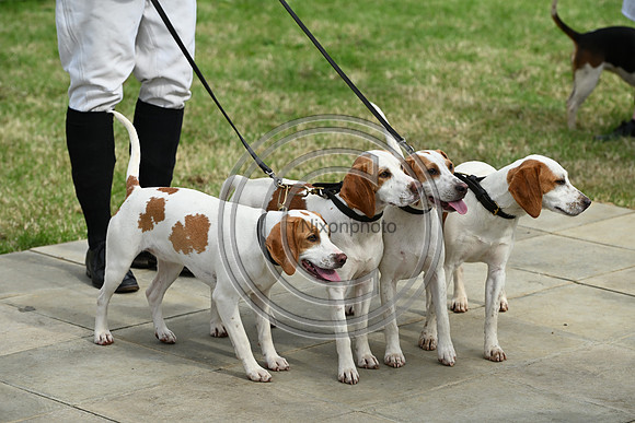 Festival of Hounds 2024