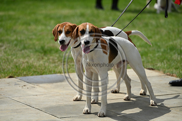 Festival of Hounds 2024