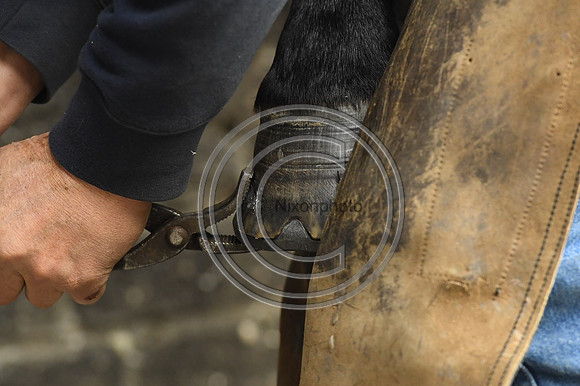 Nigel Perrott_Farrier_PN20_51848