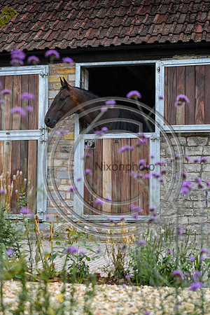 Collective Equestrian