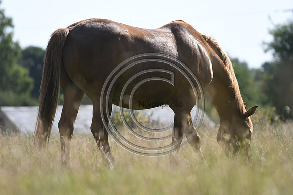 HorsesandFlyH_Nixonphoto_PN22_48005