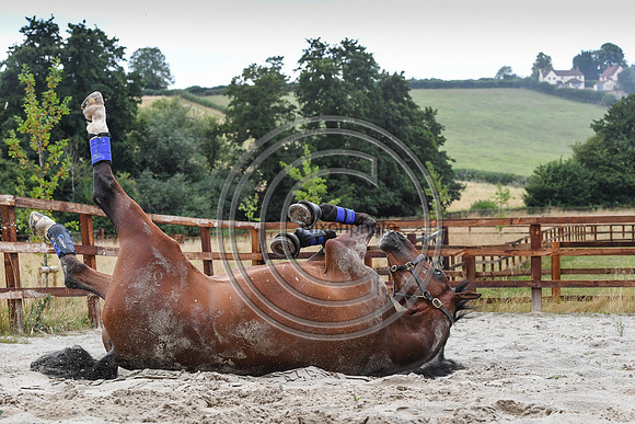 Collective Equestrian