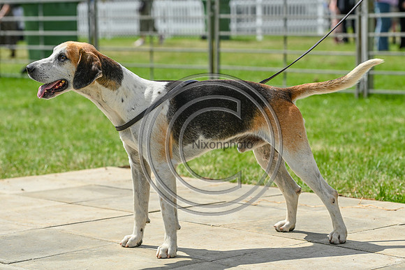 Festival of Hounds 2024