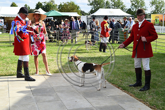 Festival of Hounds 2024