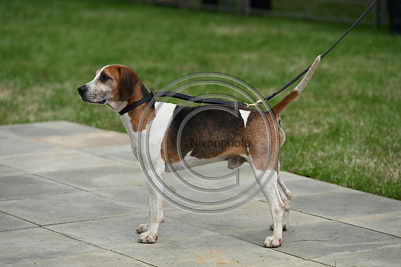 Festival of Hounds 2024
