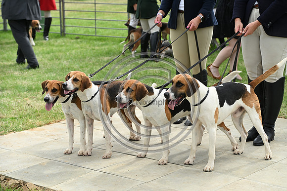 Festival of Hounds 2024