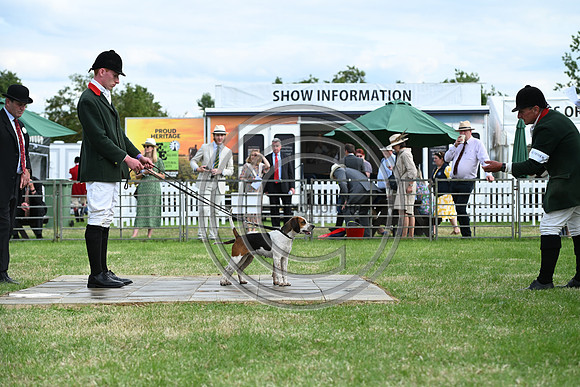 Festival of Hounds 2024
