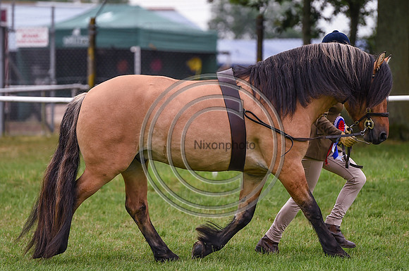 MandMInHand Champ_NorfolkShow_PN17_59191