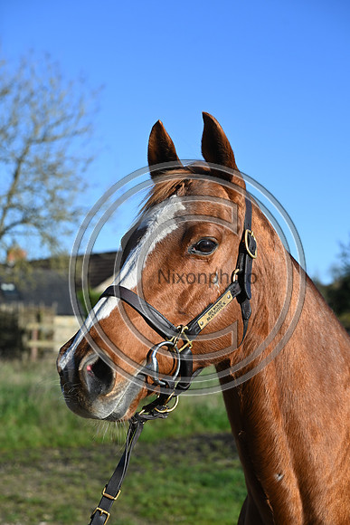 Mare_Selwood_PN43