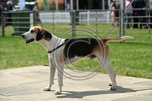 Festival of Hounds 2024